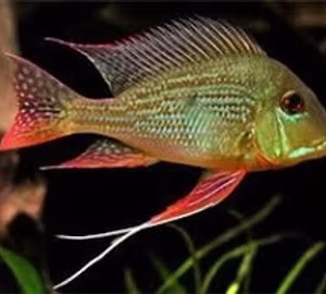 Geophagus Suramensis (Red Horse Face) 6cm