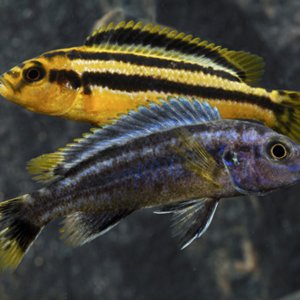 Melanochromis Chipokae 7-9cm