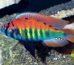 Haplochromis phytophagus( Christmas Fulu  ) 5cm