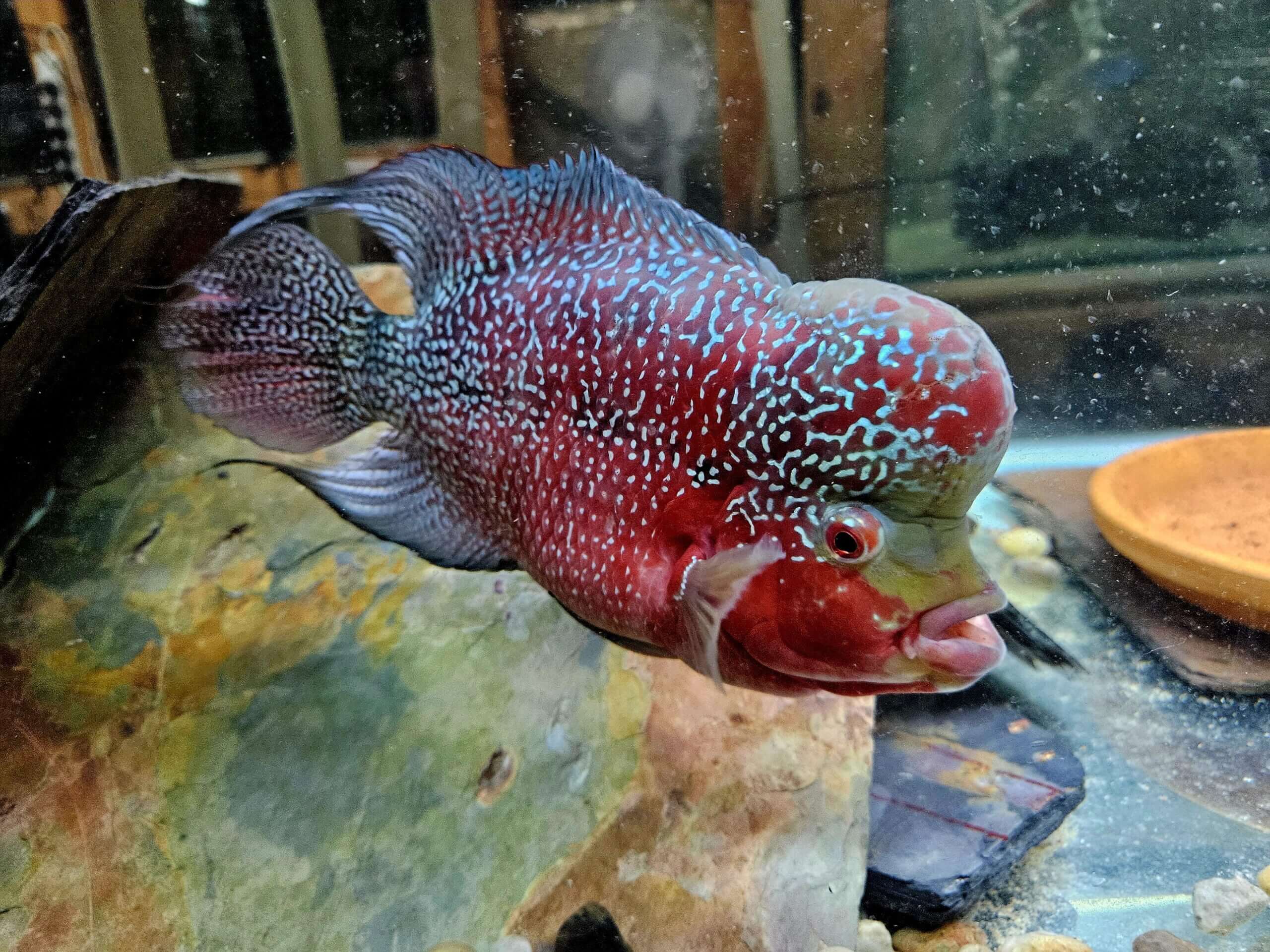 Flowerhorn ( Joey)