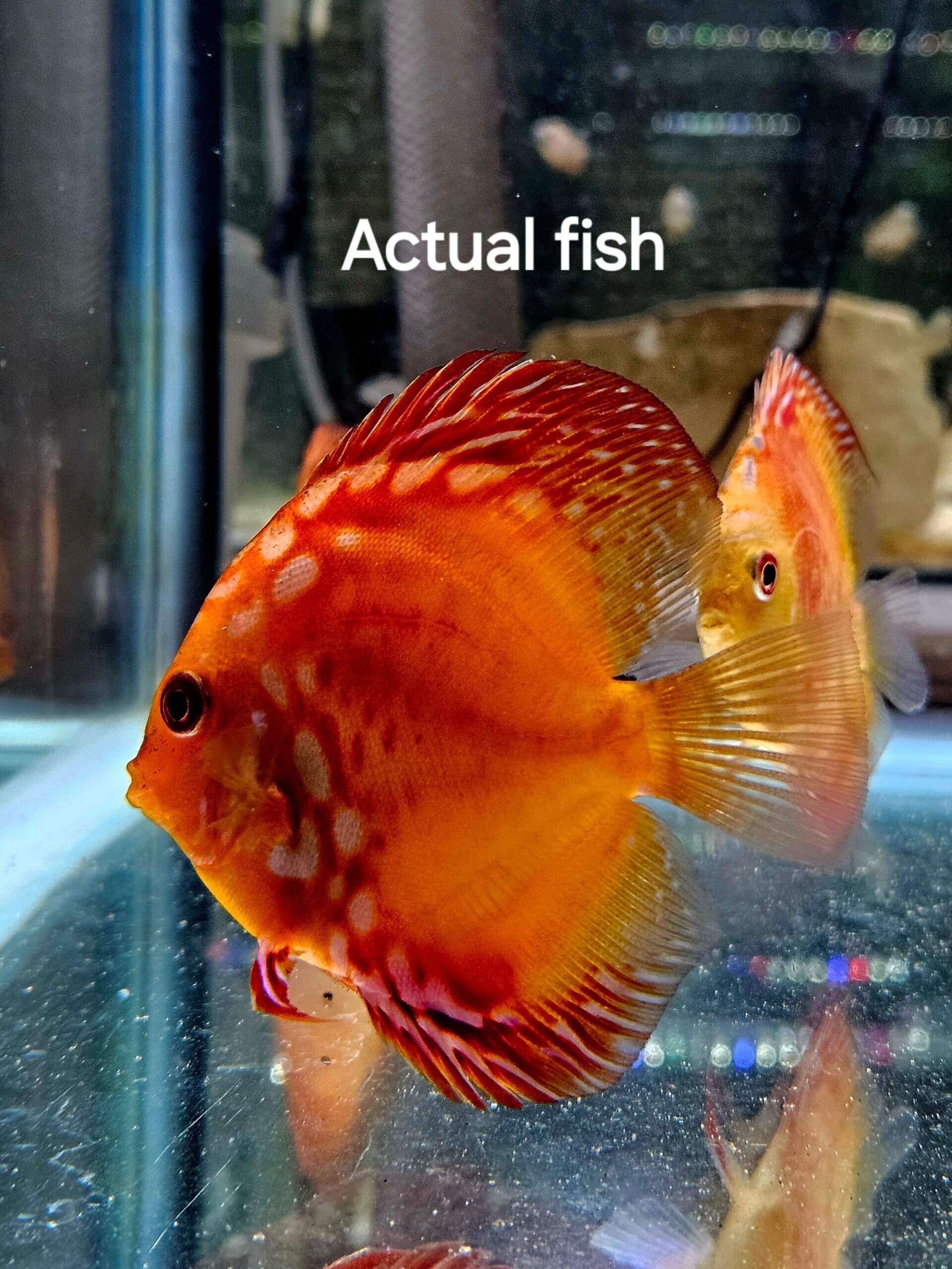 Discus Thailand Red Coat