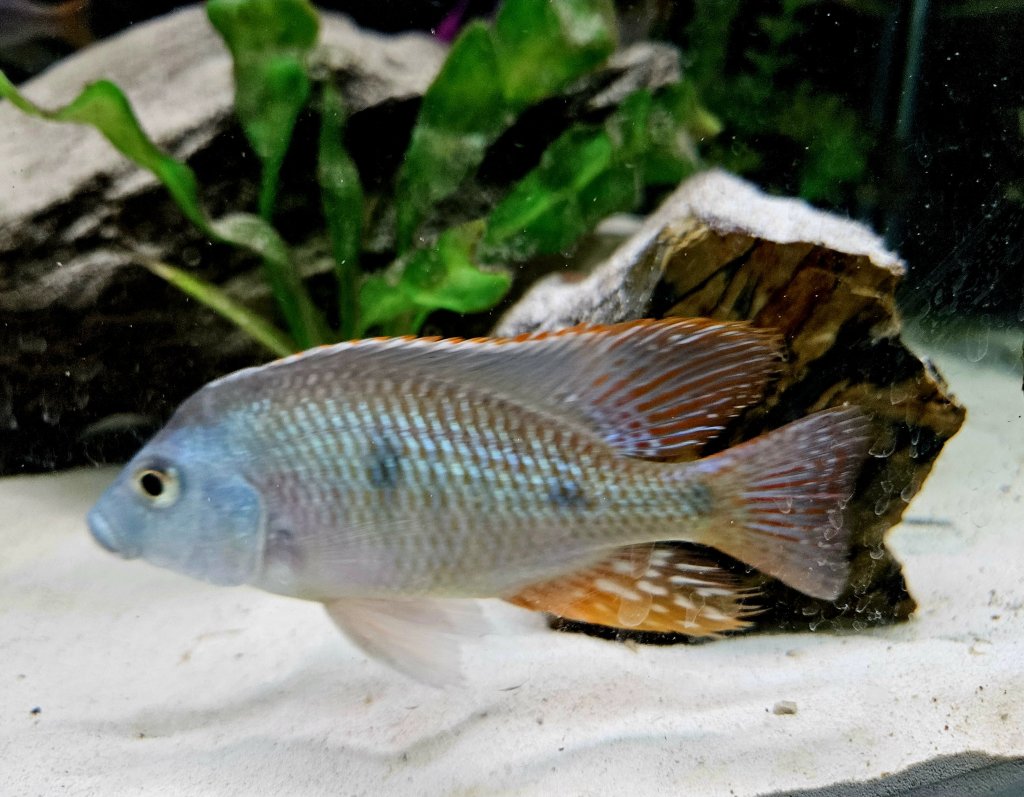 Home of Cichlids | Can I Trust Online Cichlid Shops in Australia?
