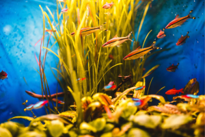 Home of Cichlids | How Often Should I Clean My Cichlid Tank?