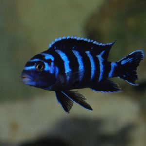 PS.demasoni 4-5cm