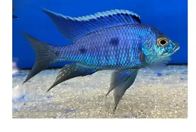 Copadichromis Azureus - Home of Cichlids