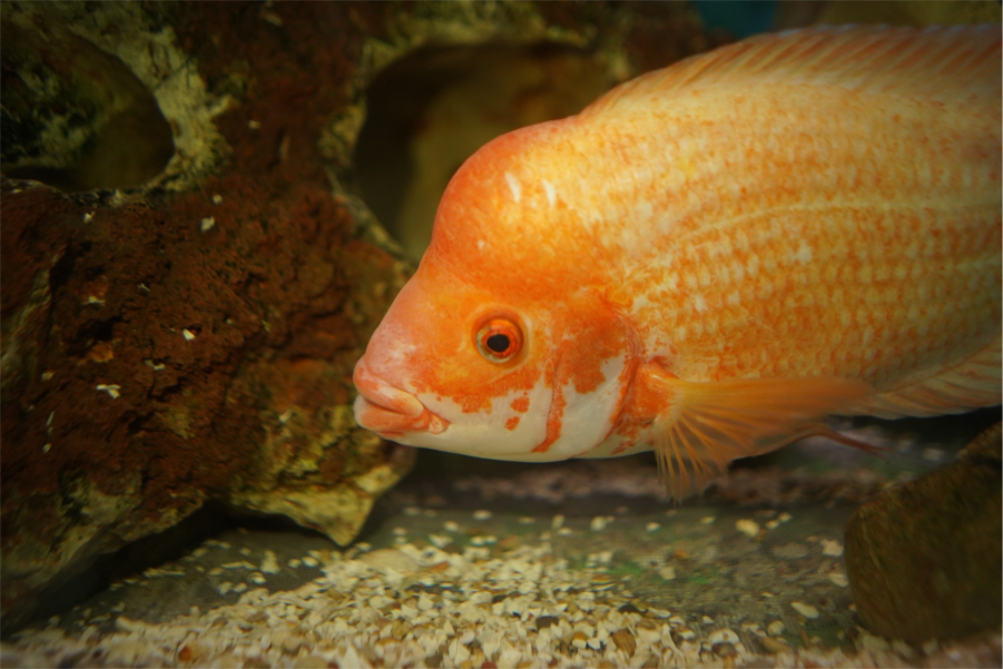 Home of Cichlids | What Should I Expect When Ordering Cichlids Online?