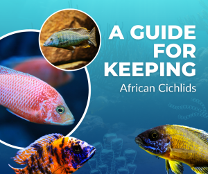 A Guide for Keeping African Cichlids