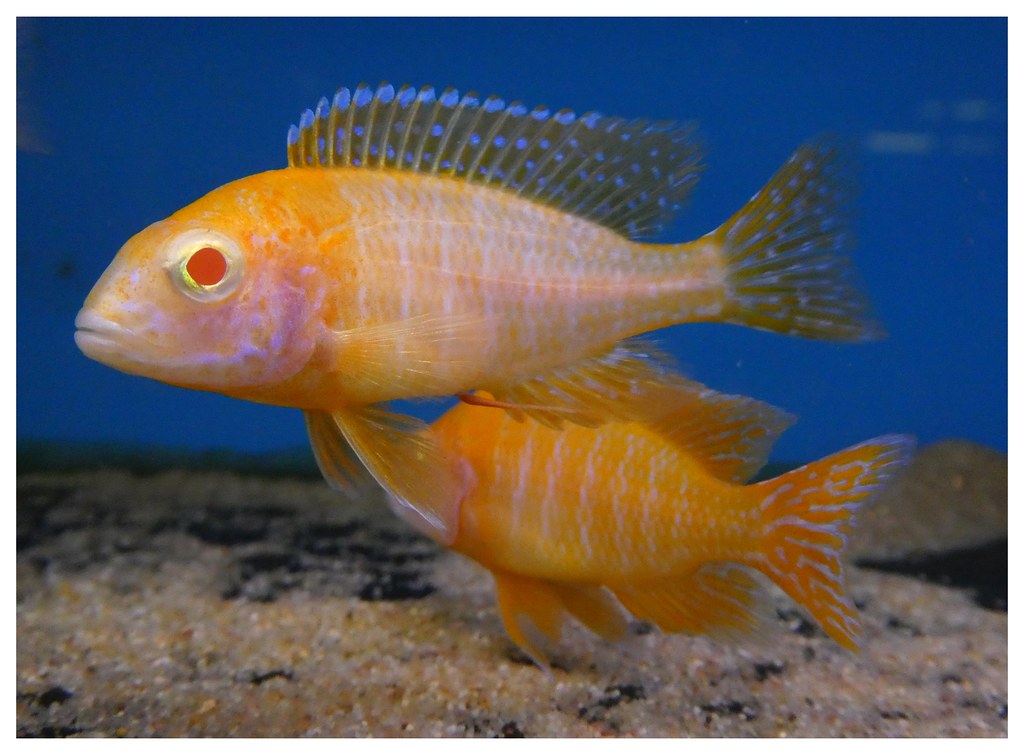 African Cichlids