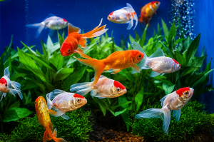 Home of Cichlids | What Makes American Cichlid Fish Different from Other Aquarium Fish American cichlid fish