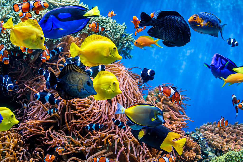 American cichlid fish