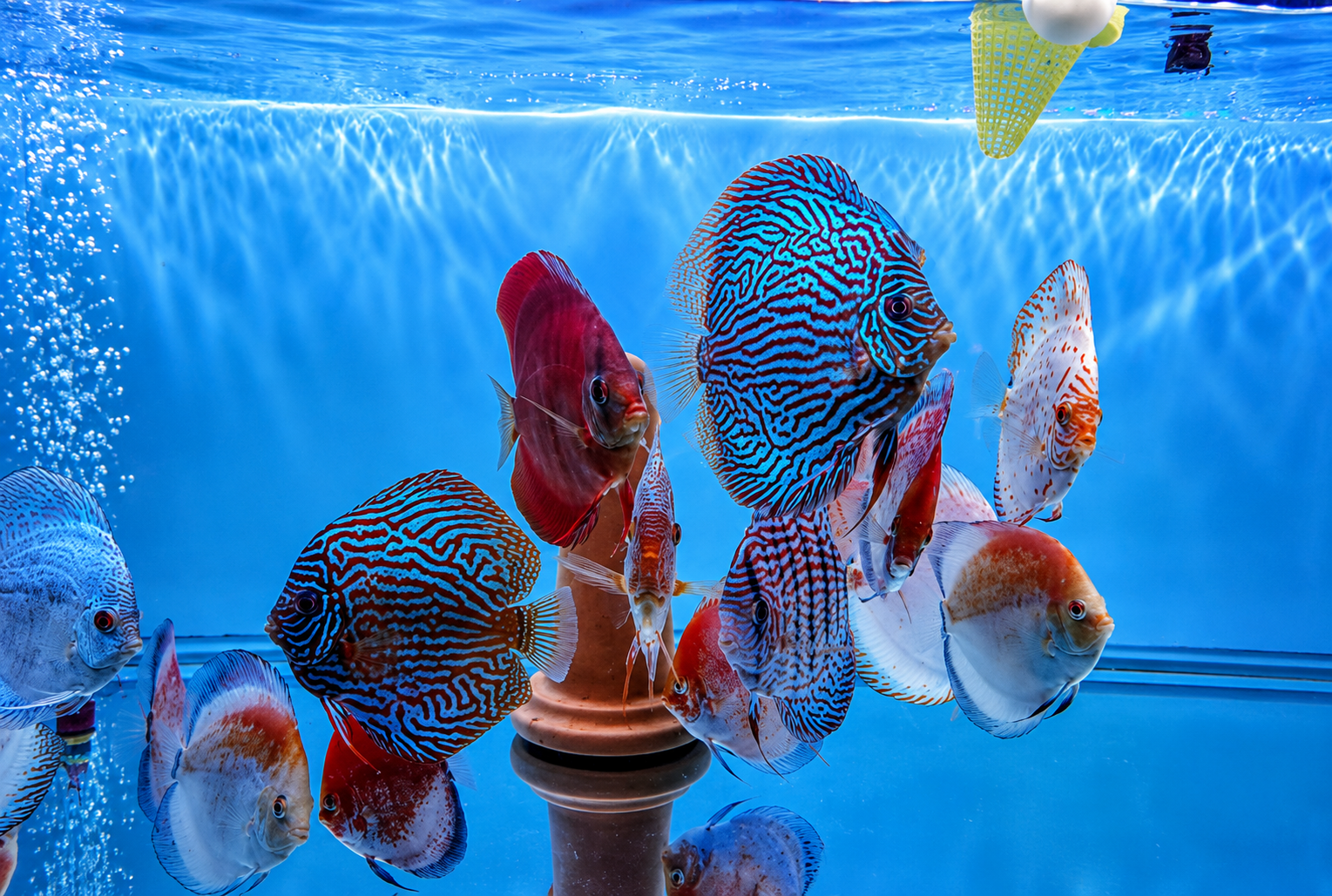 Where to Find American Cichlids for Sale in Sydney