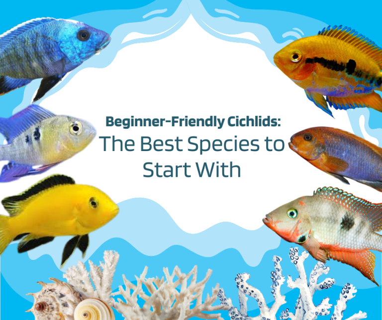 Beginner-Friendly Cichlids: What are the Best Species to Start With