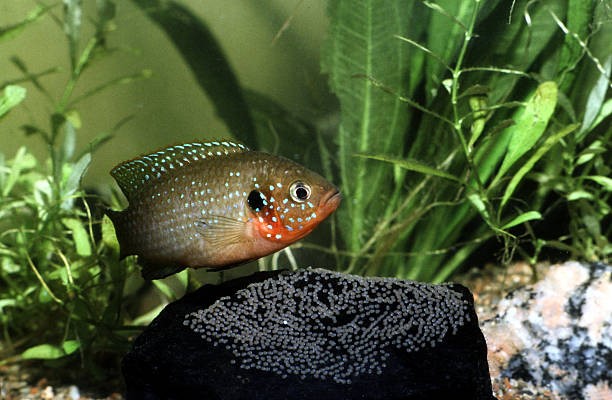 Buy African Cichlids Online
