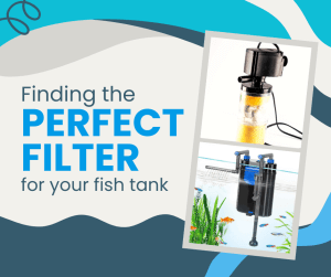 Finding the Perfect Filter for Your Fish Tank