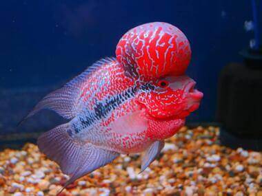 Flowerhorn