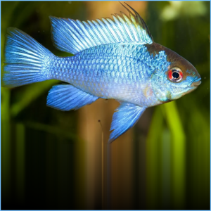 Ram Neon Blue 3.5 cm