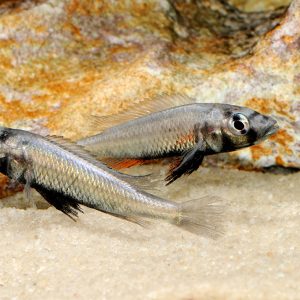 Silver Katana Cichlid 5-6cm