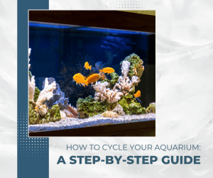 How to Cycle Your Aquarium A Step-by-Step Guide