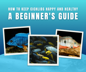 How to Keep Cichlids Happy and Healthy