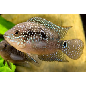 Jack Dempsey 5cm
