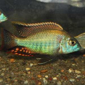 Lethrinops sp. Mbasi (Rainbow Cichlid) 8-10cm