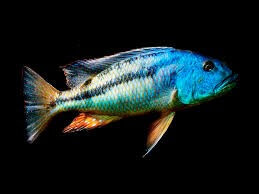 Malawai Hawk (Aristochromis christyi)