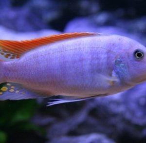 metriaclima greshakei 6-7 cm