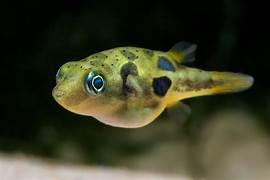 Pea Puffer 3cm