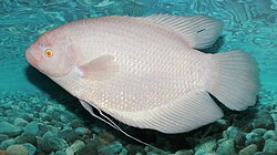 Giant Gourami 5cm