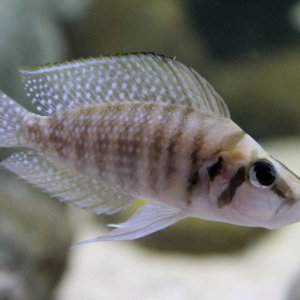 White Calvus