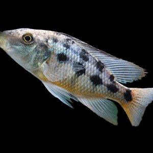 Malawi Sand Diver 6 cm+