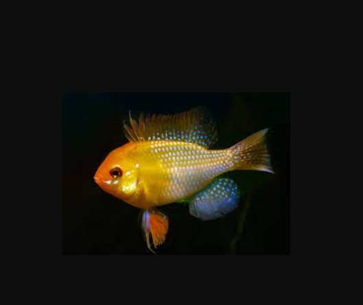 American cichlids
