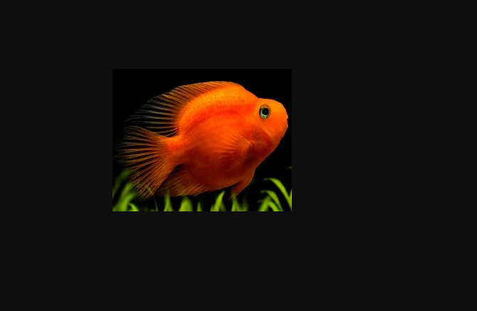 Home of Cichlids | Buying American Cichlids in Australia: What Hobbyists Should Know