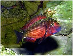 Tropheus Moliro