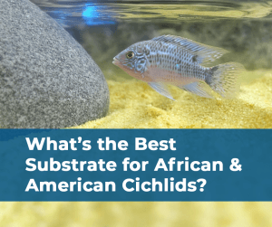 What’s the Best Substrate for African and American Cichlids