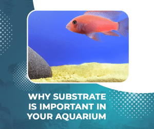 Why Substrate is Important in Your Aquarium