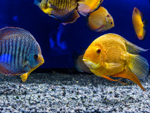Home of Cichlids | Absolute Colour Fish Food: Why Many Aquarium Owners Use It Absolute Colour Fish Food
