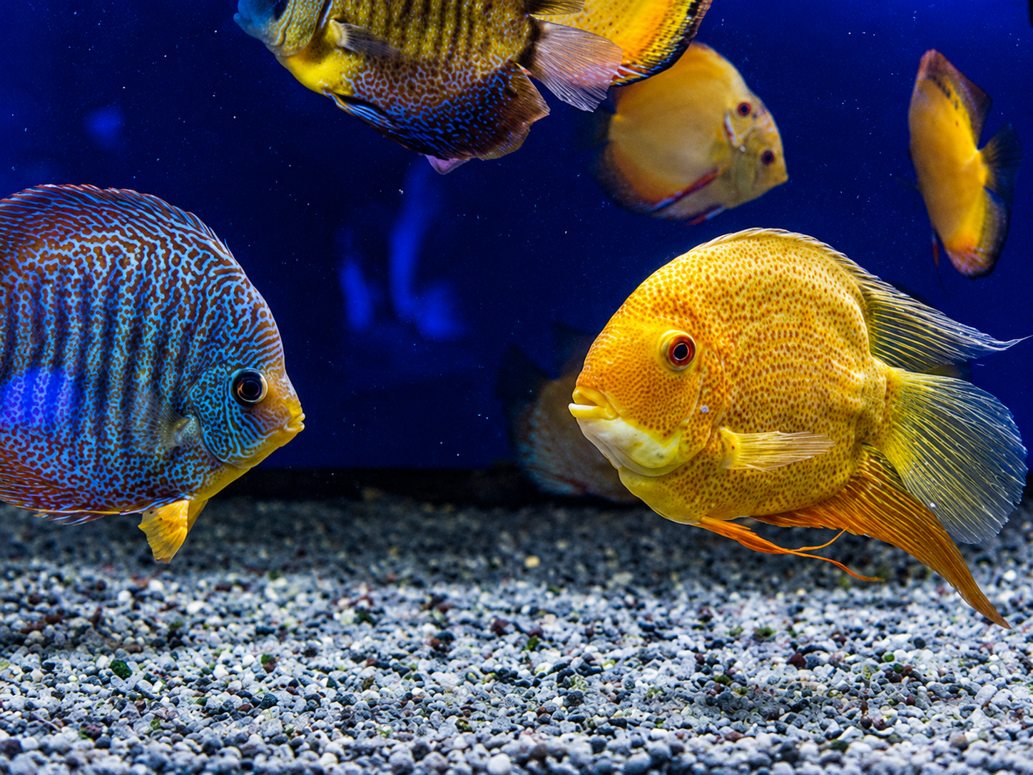 Absolute Colour Fish Food: Why Many Aquarium Owners Use It
