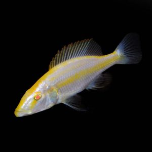 Albino Eyebier  7-8cm