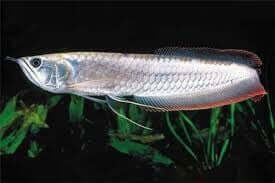 Silver Arowana