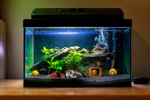 Home of Cichlids | Catfish Diet Basics: Choosing the Best Catfish Food Catfish Food