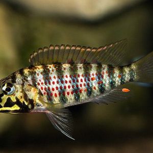 Home of Cichlids | Ctenochromis horei 5-6 cm Ctenochromis horei 5-6 cm