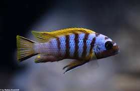 Pseudotropheus Zebra long pelvic 8-9cm