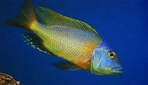 Buccochromis Rhodesii