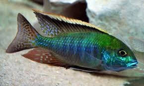 Tramitichromis Intermedius Kambiri