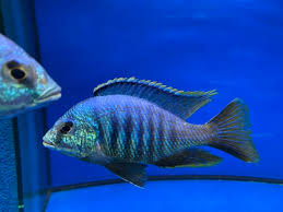 Placidochromis Jalo Reef 6-7cm