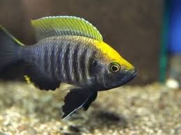 Copadichromis Virginalis Gold Crest