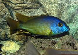 Naevochromis Chrysogaster