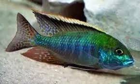 Intermedius Kambiri island 5-6cm