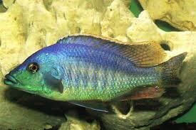 Mylochromis Epichorialis